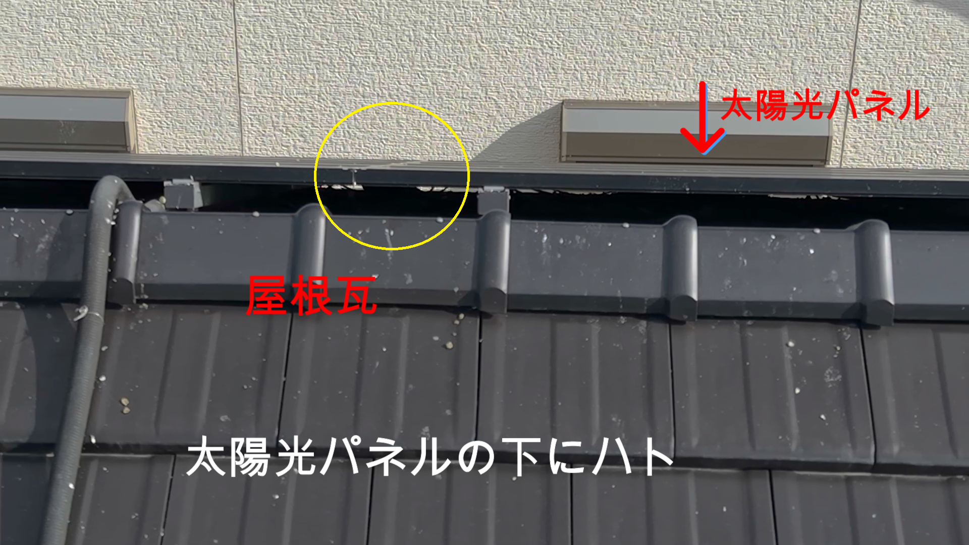 N様宅ドローンによるハトの巣調査を実施